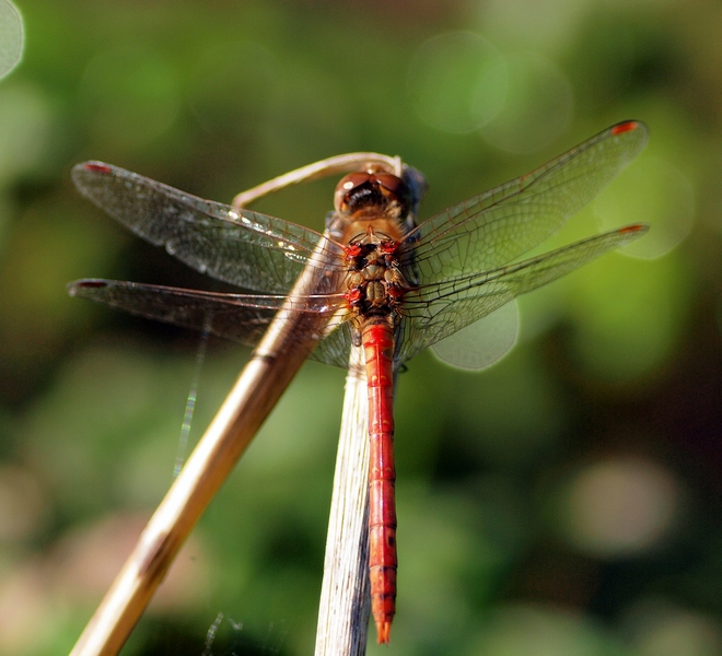 Sympetrum